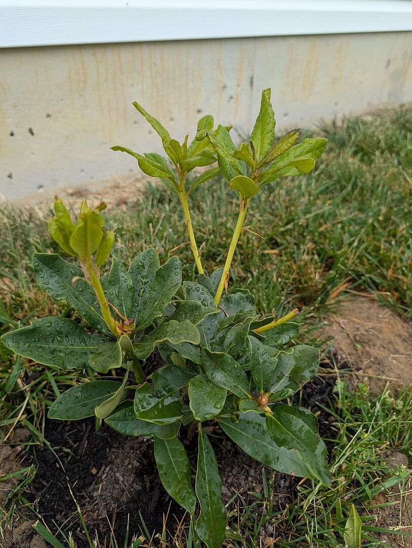 Red Rhododendron Shrub, purchase 04/25