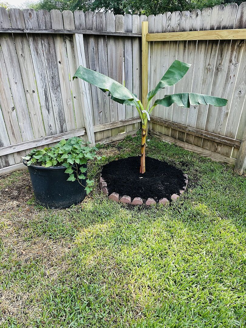 Dwarf Cavendish Banana Tree