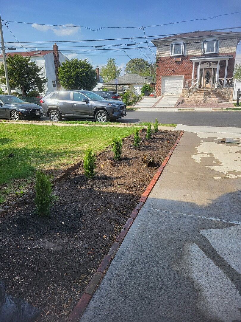 Emerald Green Arborvitae