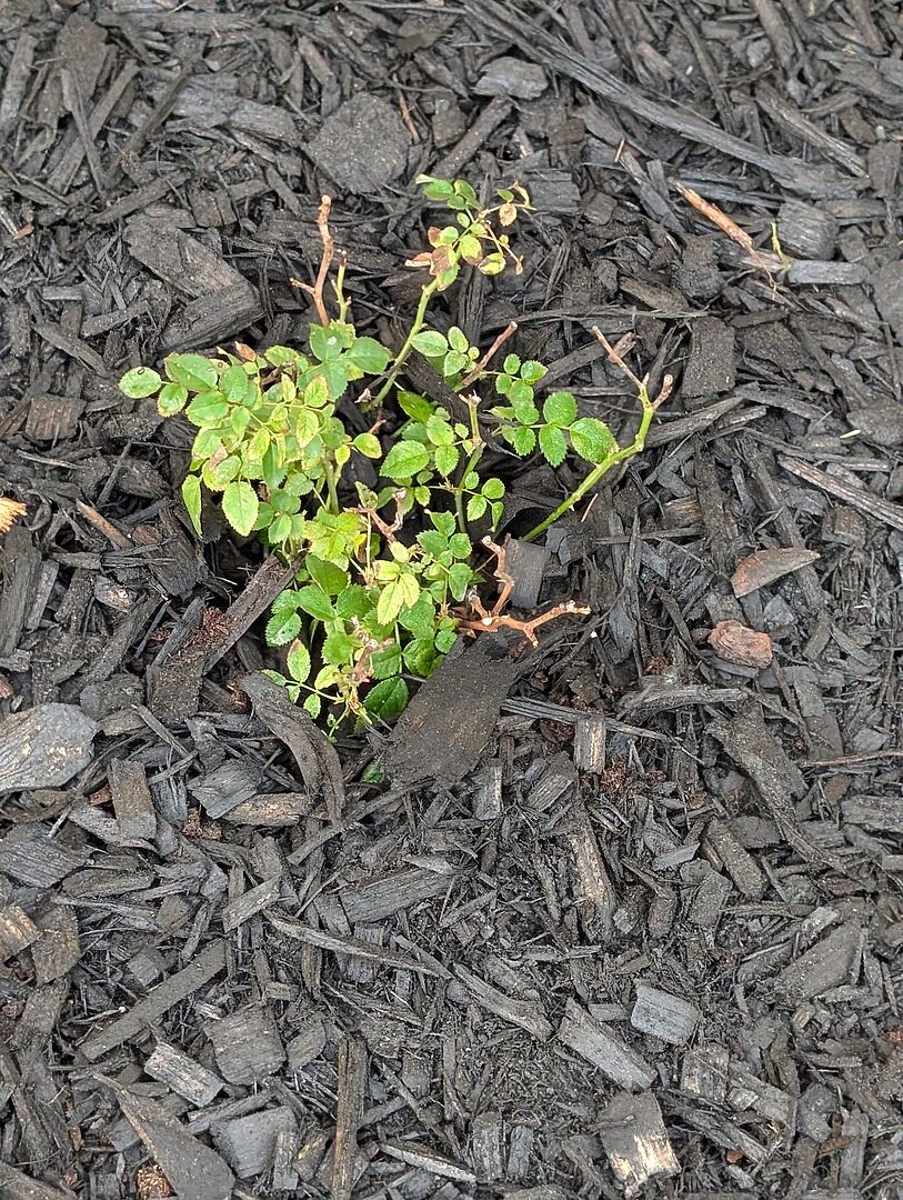 Planted
