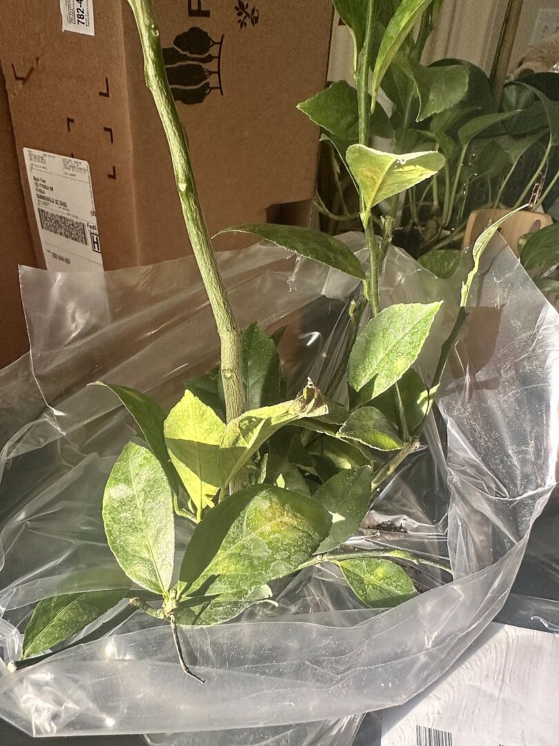 Lemon tree