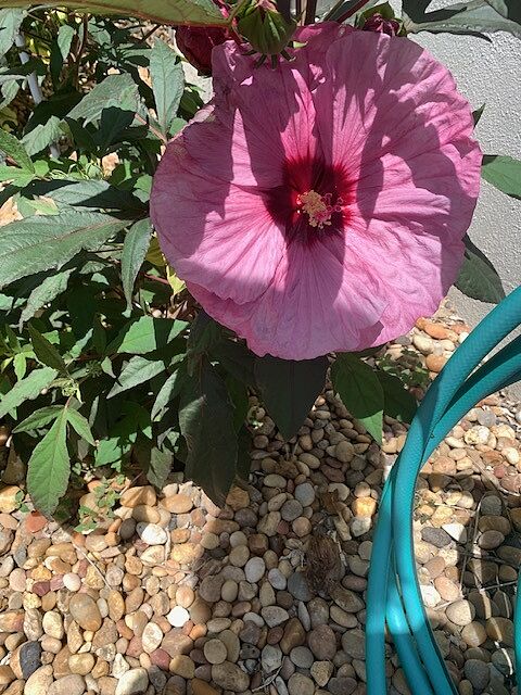  Hawaiian Creations ムームー XS Summerific® Berry Awesome Hibiscus PP27936