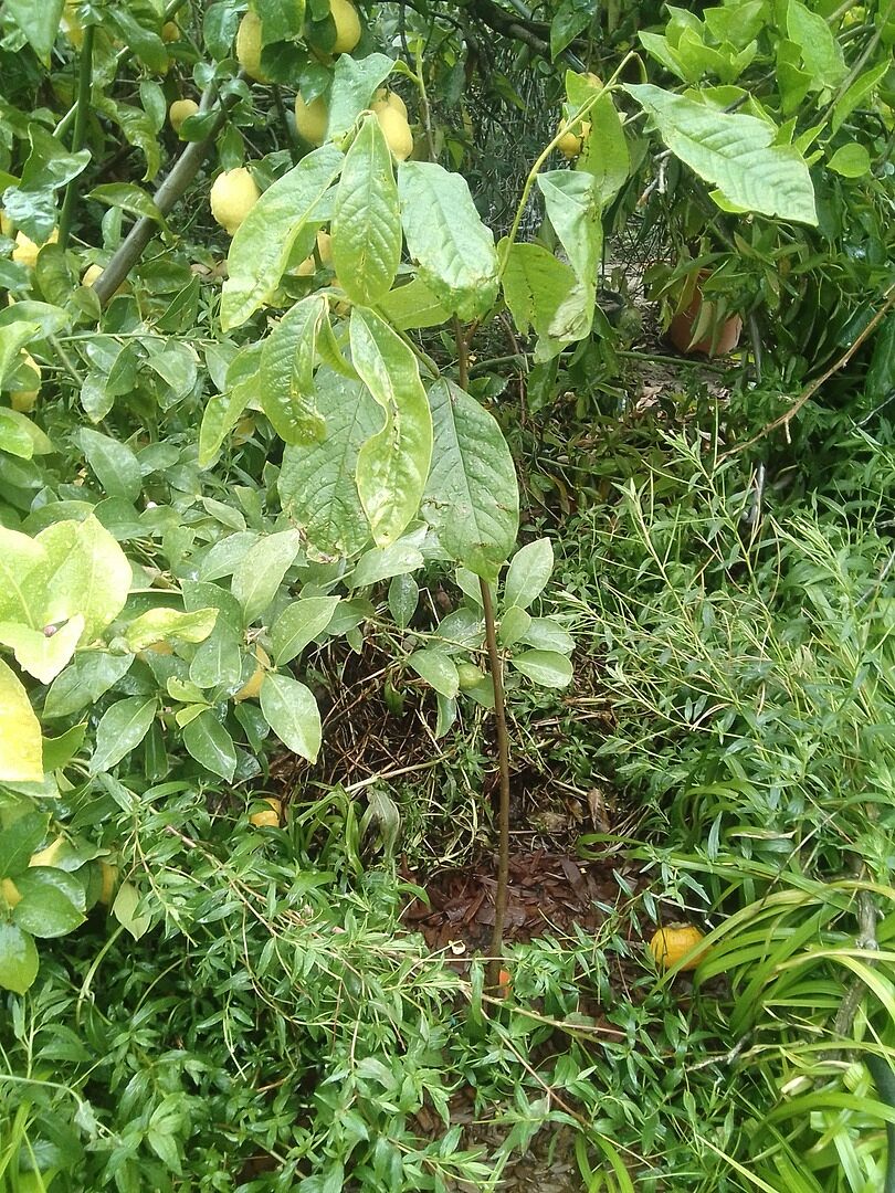 3-4 ft seedling paw paw
