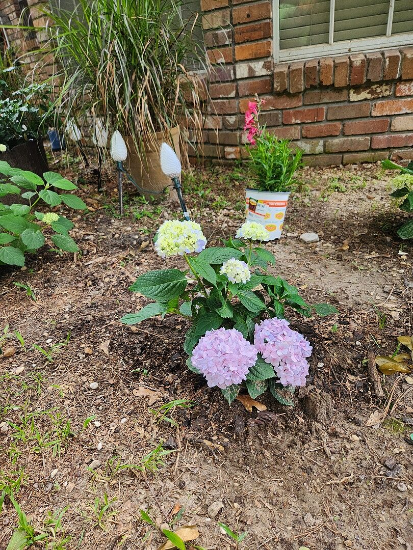 Amazing rebloomimg plant