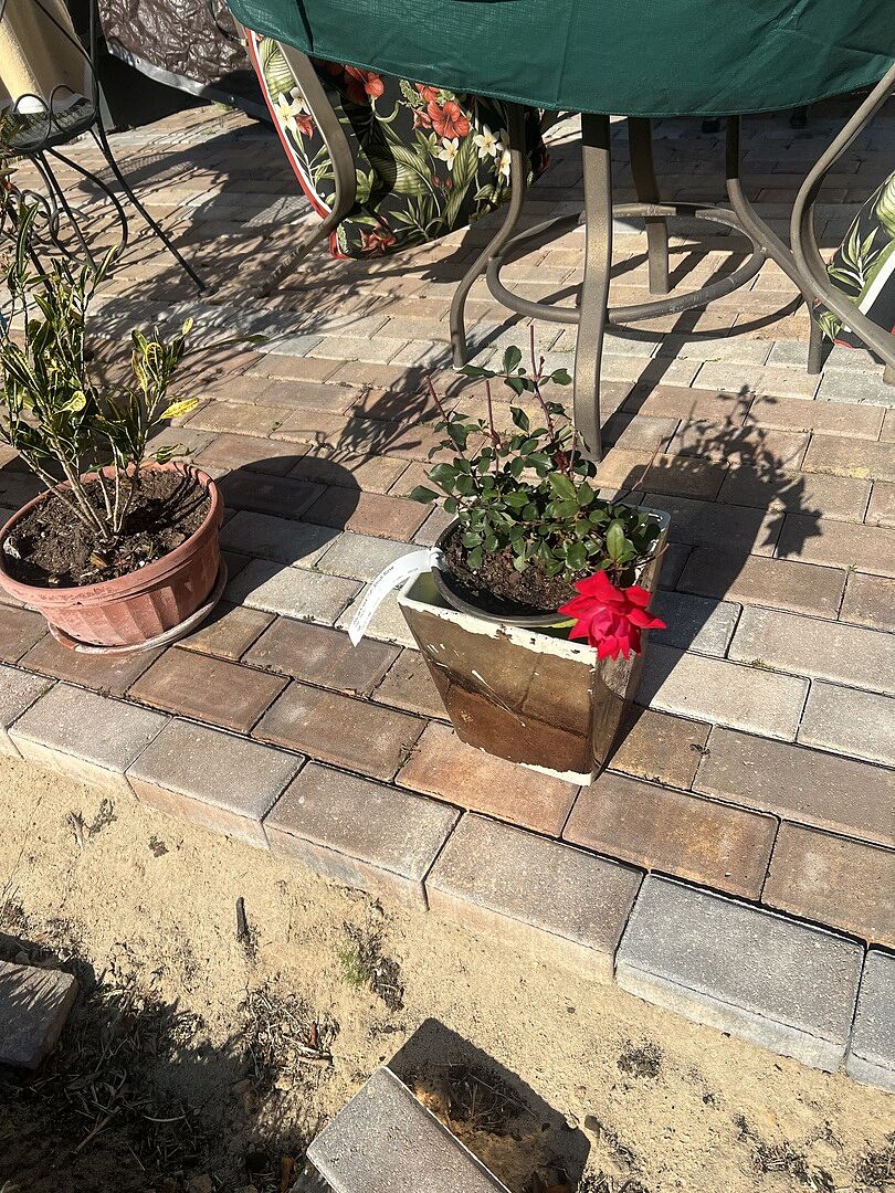 Pretty Roses