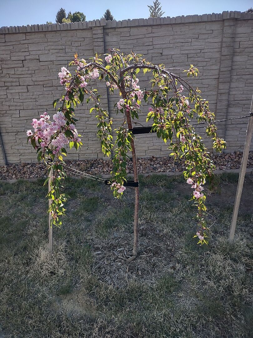 Quite the show in early spring!