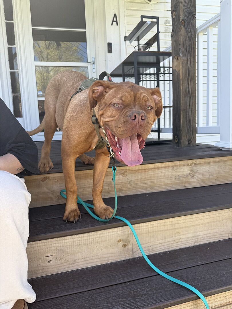 Curtis T.'s adult French Mastiff (Dogue de Bordeaux) standing on the porch steps