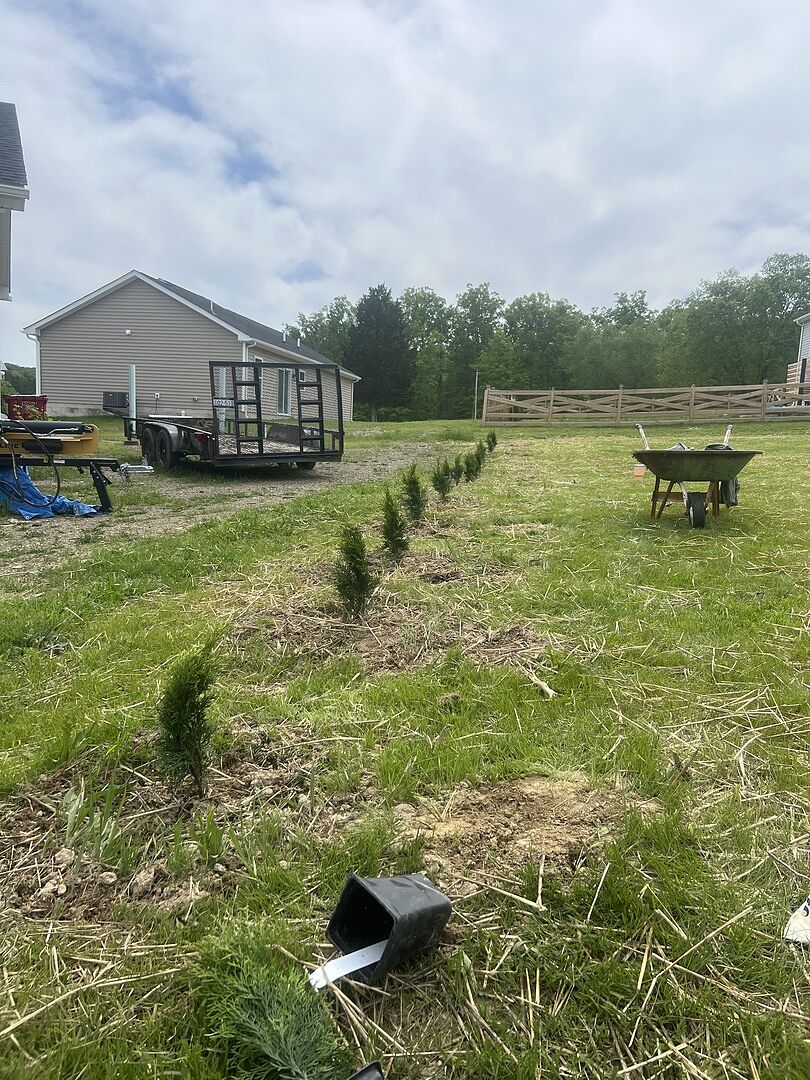 Emerald Green Arborvitae