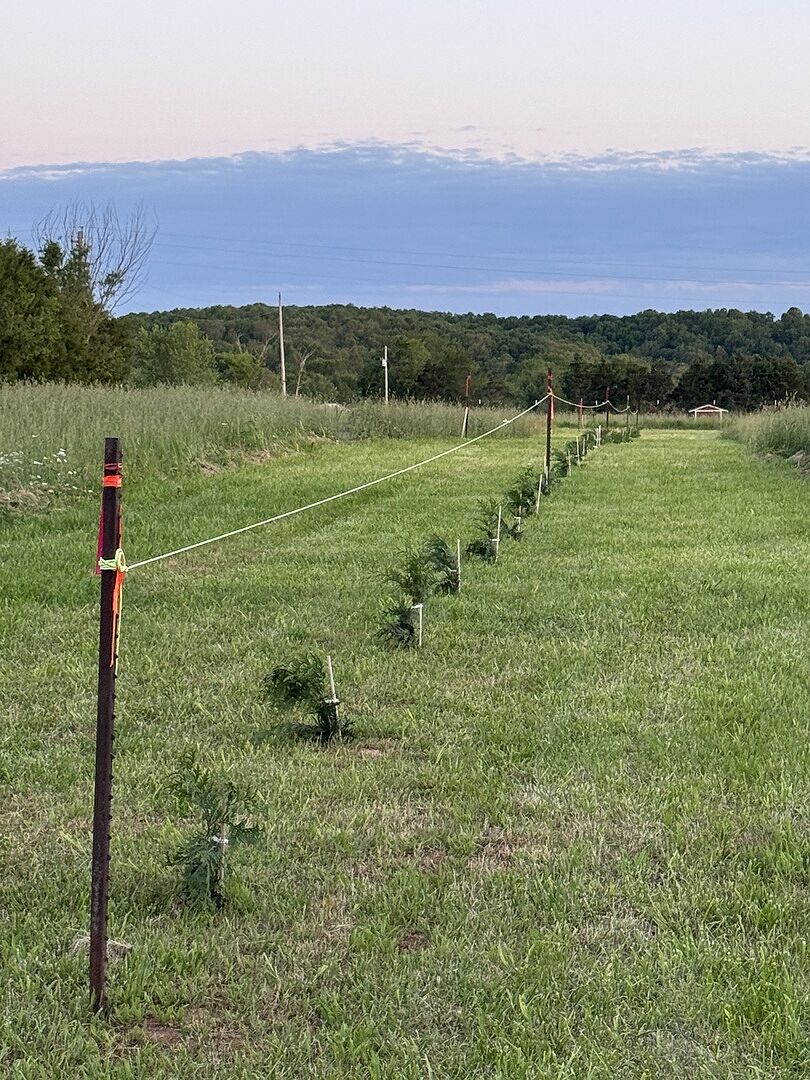 Thuja Green Giants