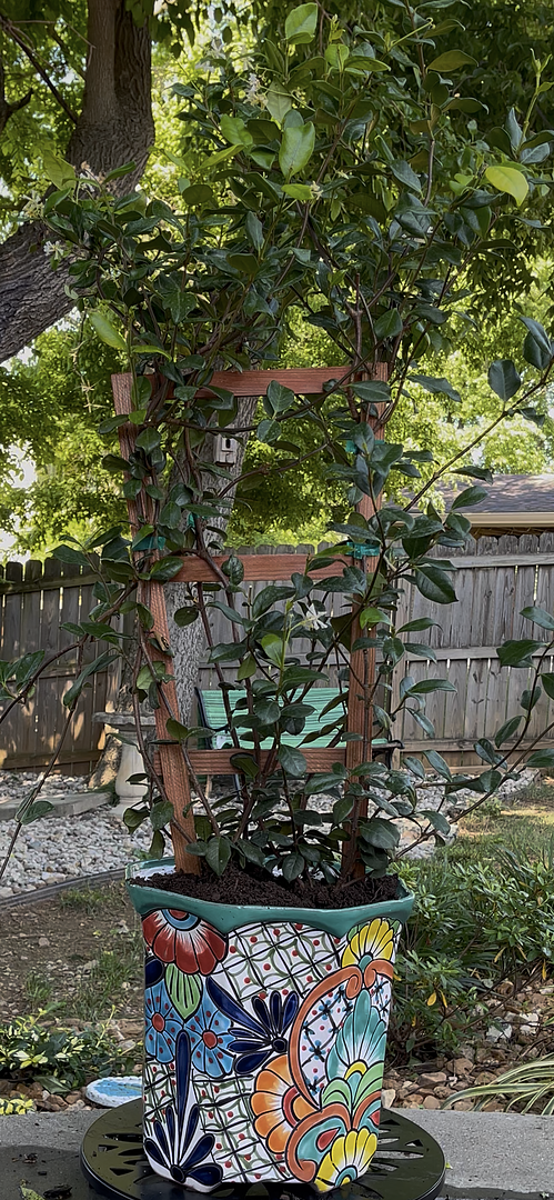 Star Jasmine is a Star!
