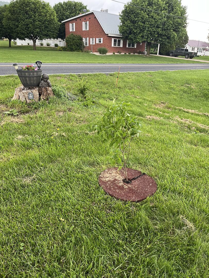 Just planted it a couple