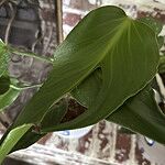 Image of Review by Tatyana P. on 24 May 2025 number 1