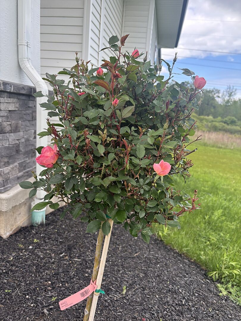 Year 2 of this rose