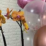 Image of Review by Silvia T. on 26 May 2025 number 4