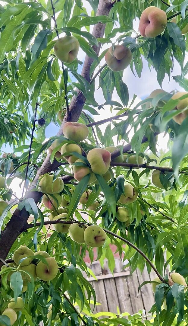 My donut tree 🍑growed amazing