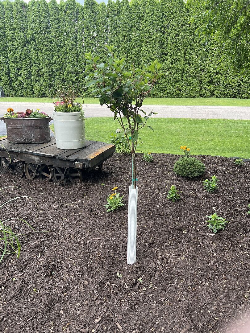 Hoping for a beautiful tree with flowers.
