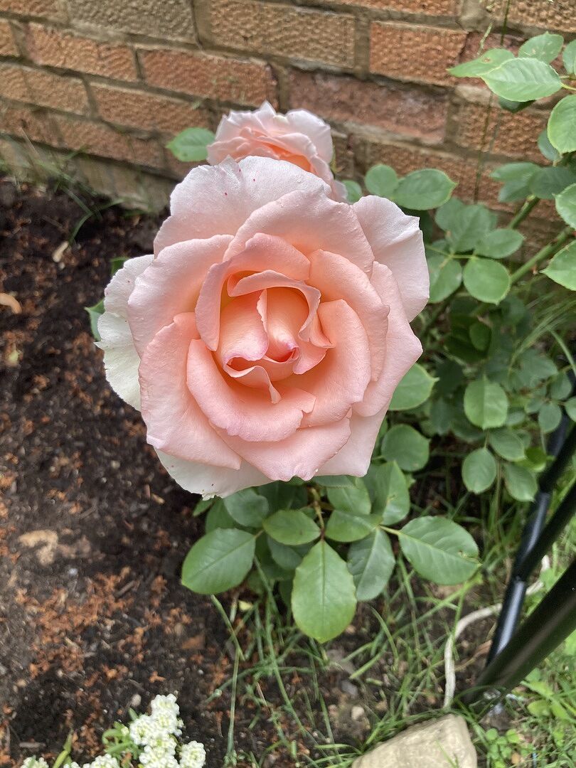 PEARLY GATES - PINKです Pearly Gates Climbing Rose - Climbing Roses for Sale