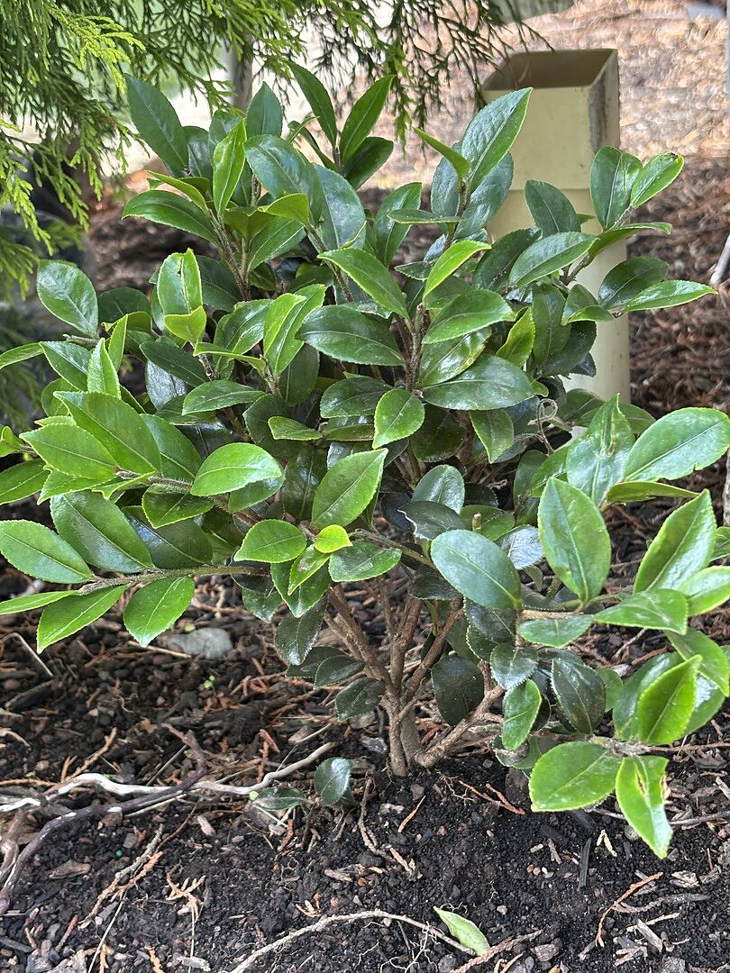 Camellia