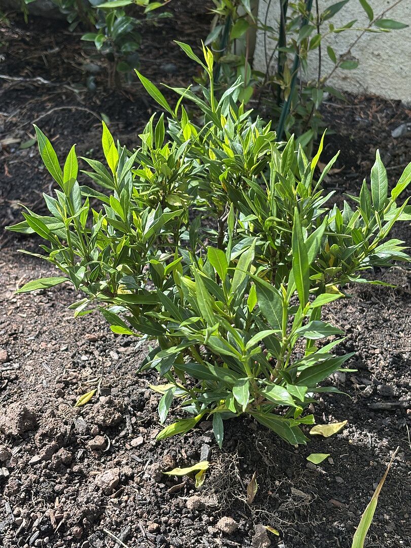 Hardy Gardenia - Zone 7a