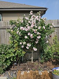 Proven Winners® Midnight Sun® Weigela