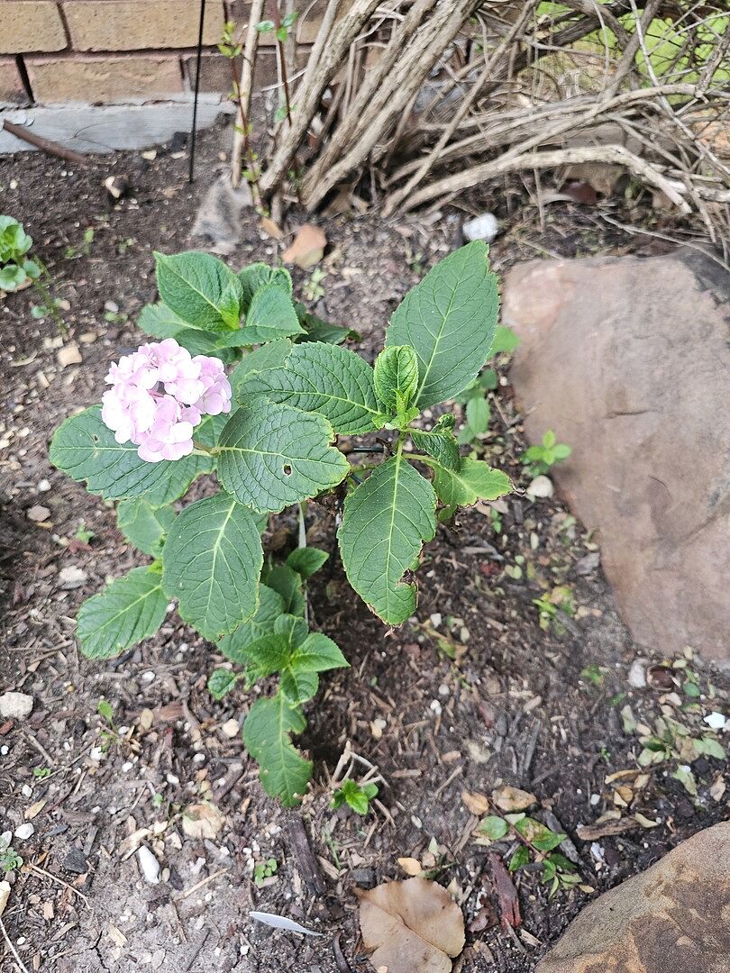 Hydrangea