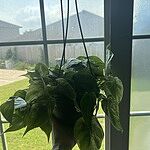 Image of Review by Maddi H. on  2 Jun 2025 number 1