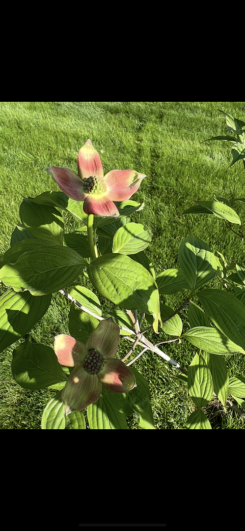 Hoping for better color