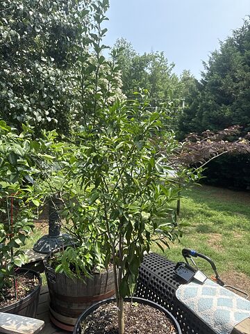 Red Sunset® Maple Tree
