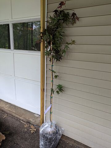 Rainbow Eucalyptus Tree