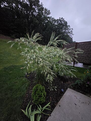 Kleim's Hardy Gardenia Shrub