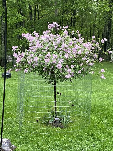 Kleim's Hardy Gardenia Shrub