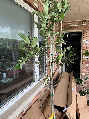 Dwarf Burning Bush