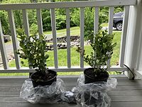 Carolina Jasmine