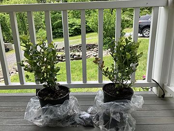 Eureka Lemon Tree