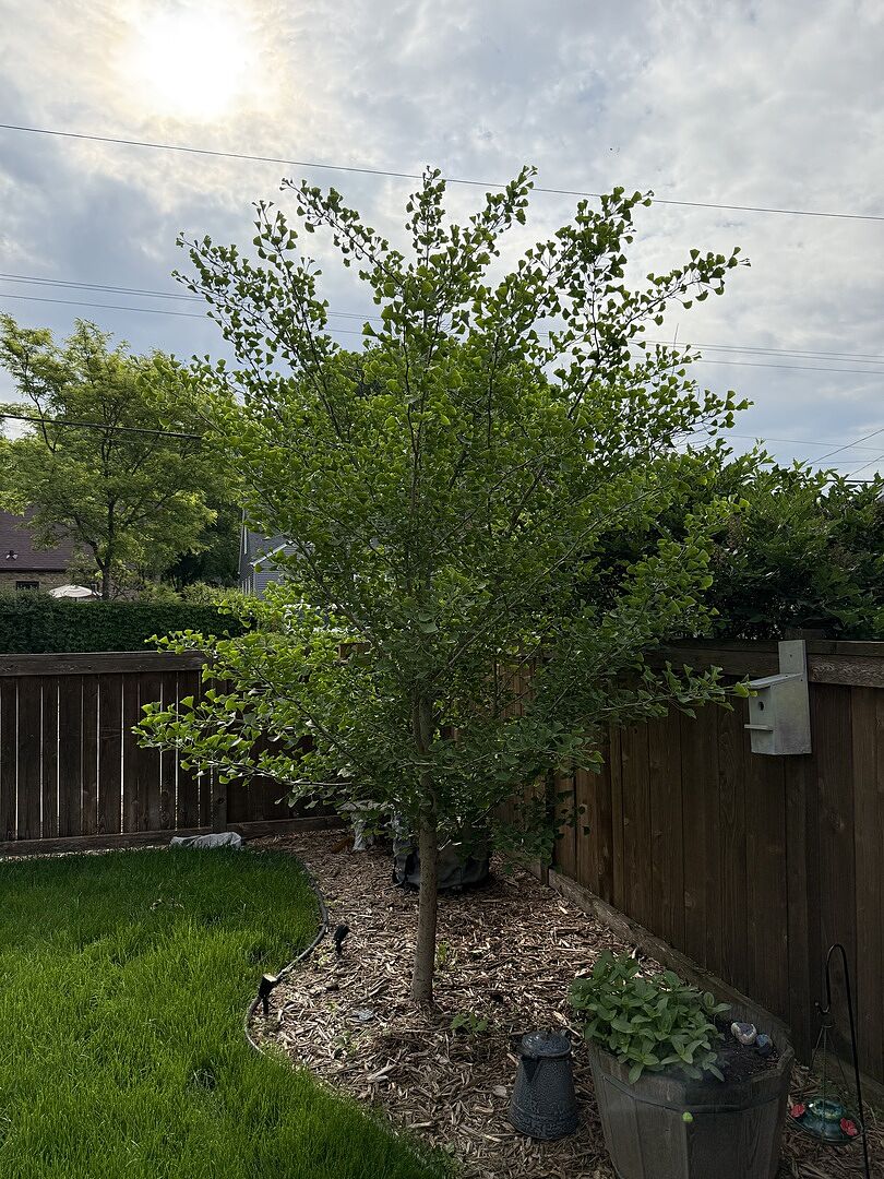 Great hardy tree