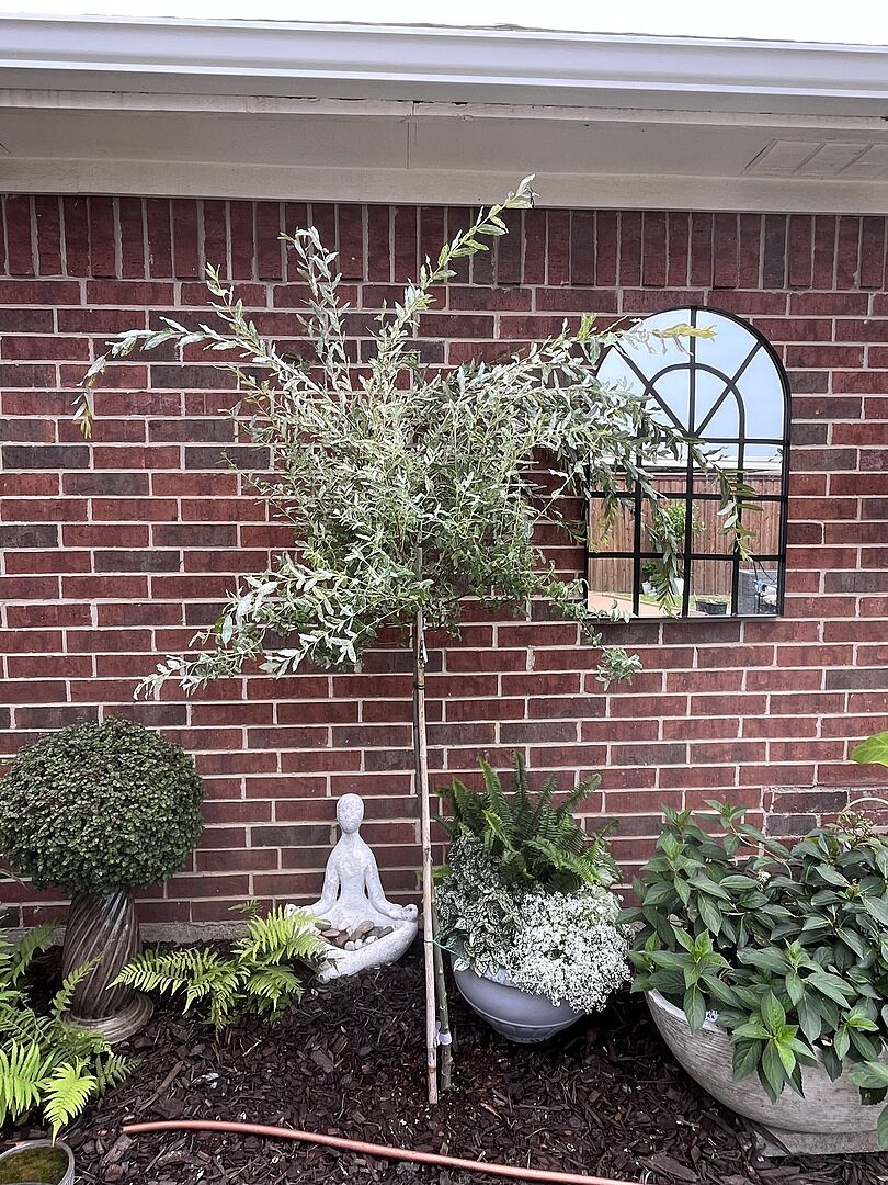 My New Willow Tree