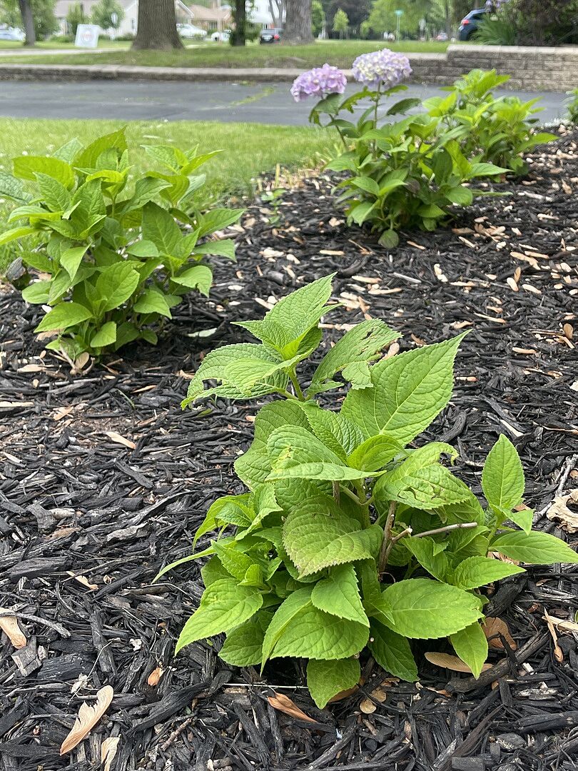 Planted too early, nearly all existing growth died!