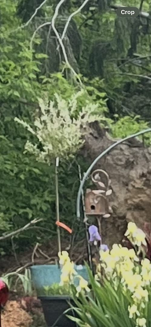 Stunning Tricolor dapple willow tree