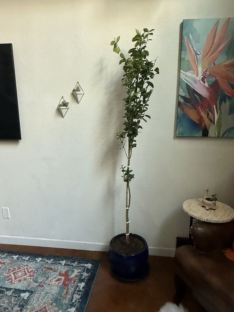 Great healthy tree!