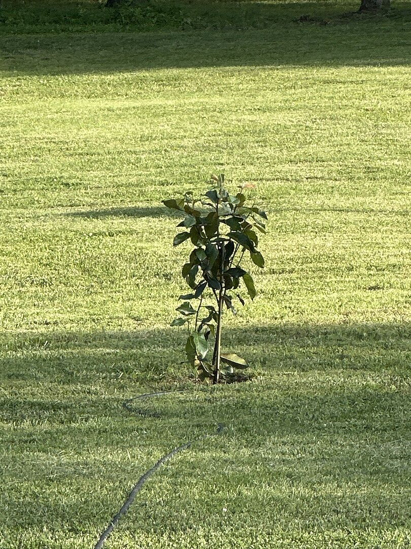 Southern Magnolia