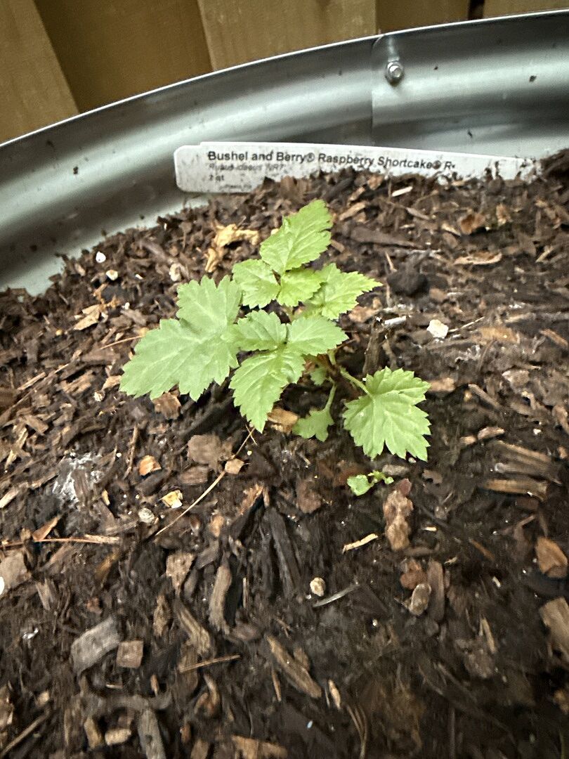 Raspberry bush