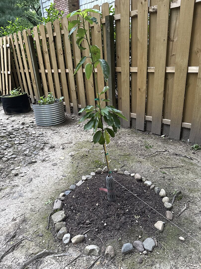 Cherry tree