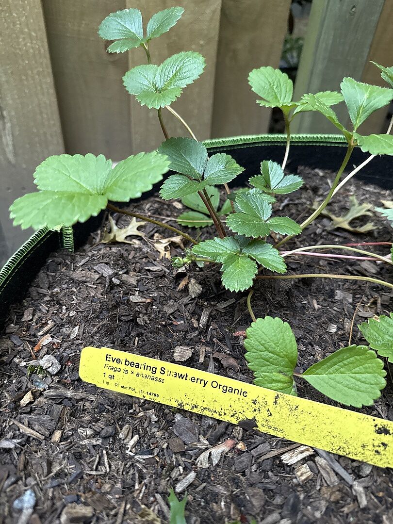 Strawberry bush