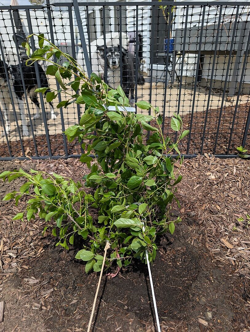 New cherry tree