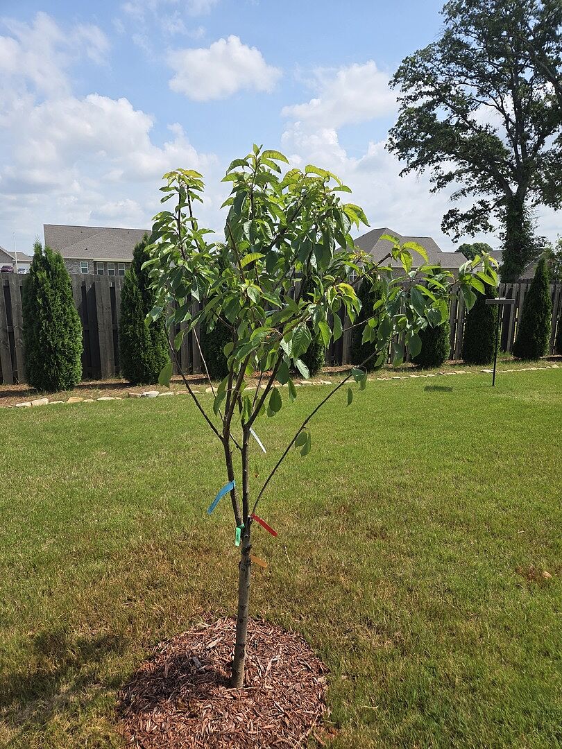 Great looking tree