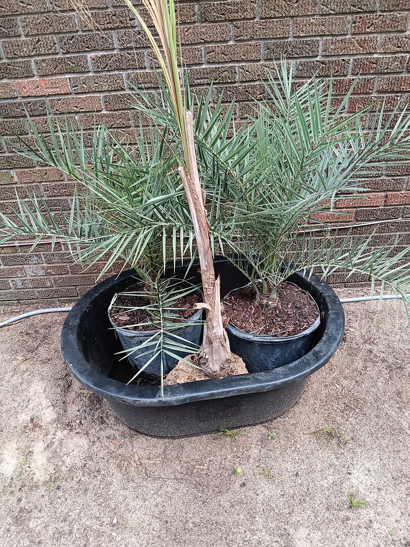 2 Sylvester Palms 7 gallon