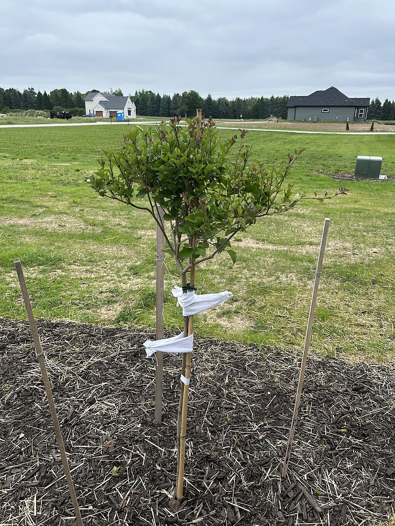 Our boomerang lilac tree arrived