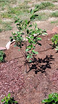Willow Hybrid Tree