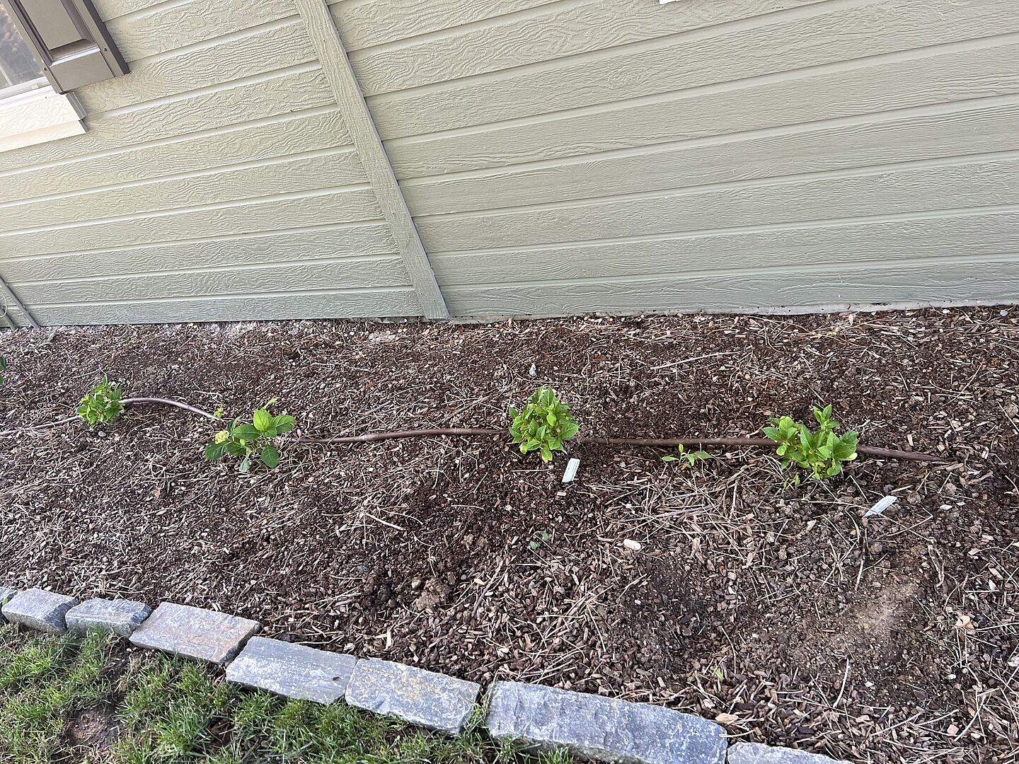Lovely little plants