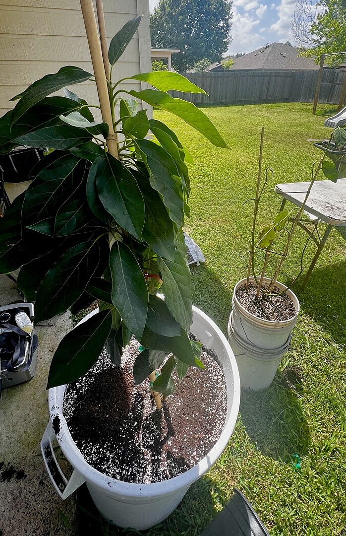 Cold hardy Avocado tree